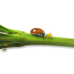 Adalia biohelp GmbH Der Botaniker