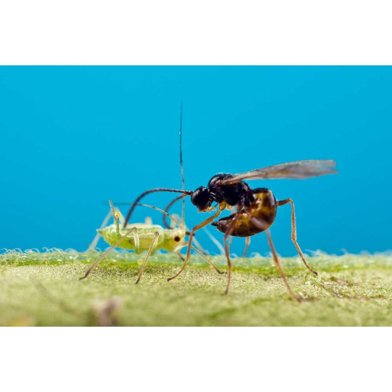 Aphipar biohelp GmbH Der Botaniker