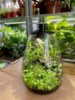 Flaschengarten - Das Ökosystem im Glas. - Der Botaniker
