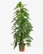 Monstera "Monkey Mask" | 160 cm - Der Botaniker