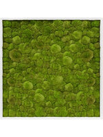 Moosbild square Der Botaniker Der Botaniker
