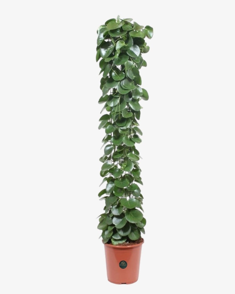 Zuckertraube 160 cm - Der Botaniker