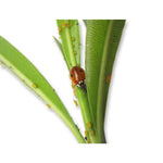 Adalia biohelp GmbH Der Botaniker