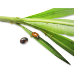 Adalia biohelp GmbH Der Botaniker