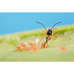 Aphipar biohelp GmbH Der Botaniker