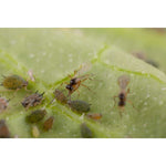 Aphipar biohelp GmbH Der Botaniker