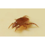 Macromite| 50.000 Stk. biohelp Garten & Bienen Der Botaniker