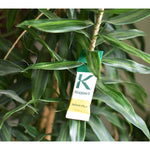 Neomite biohelp GmbH Der Botaniker