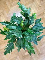 Philodendron xanadu | 70 cm - Der Botaniker
