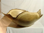 Eiche #9 - Der Botaniker