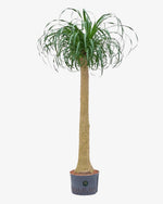Elefantenfuß 170 cm - Der Botaniker