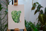 Ficus lyrata - botanische Illustration - Der Botaniker