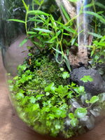 Flaschengarten - Das Ökosystem im Glas. - Der Botaniker