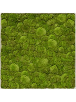 Moosbild square Der Botaniker Der Botaniker