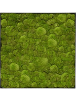 Moosbild square Der Botaniker Der Botaniker